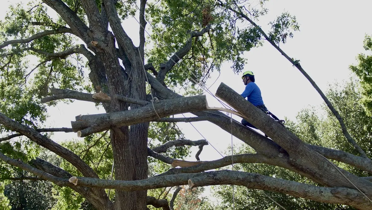 Professional Crown Thinning performed by certified arborists in Fairfield